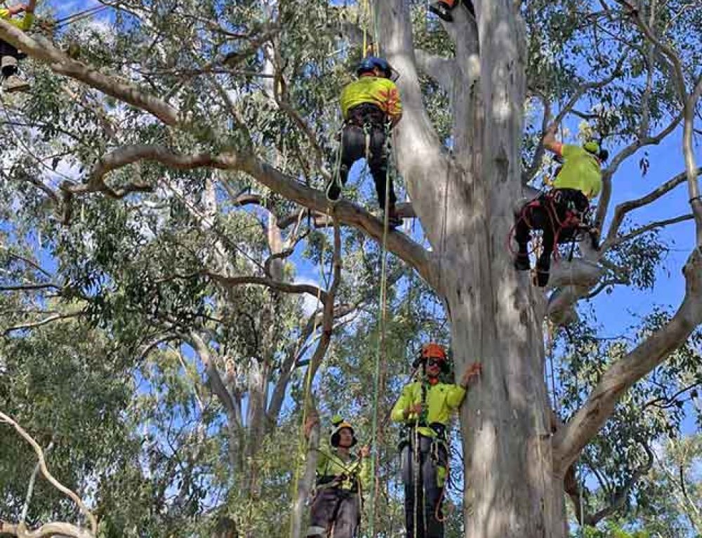 The Tree Audit Brisbane