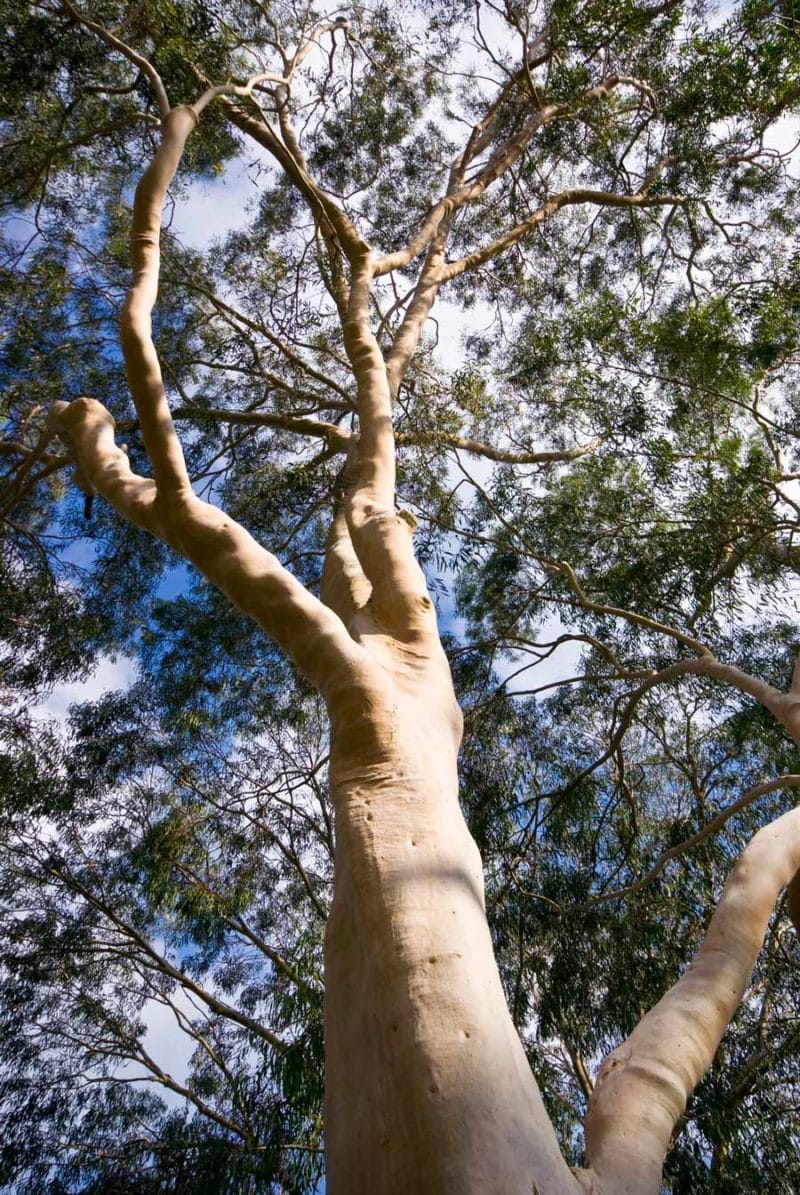 Top 5 Native Tree Species to Attract Birds and Fauna in Brisbane