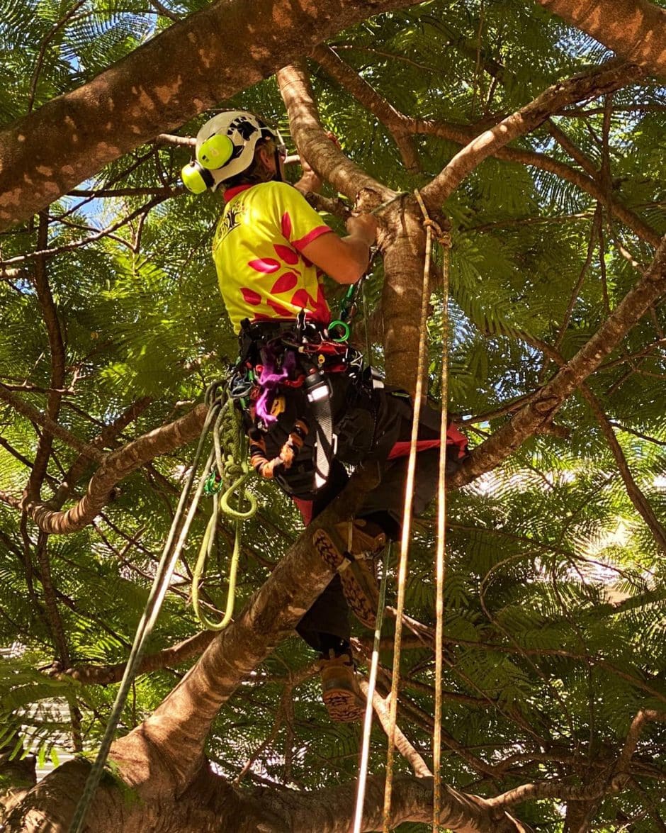 Safety Comes First at Evergreen Tree Care