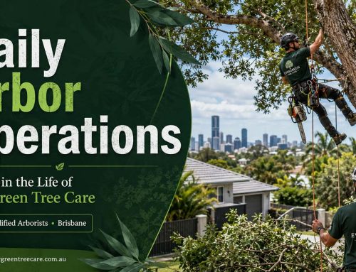 Daily Arbor Operations in Brisbane
